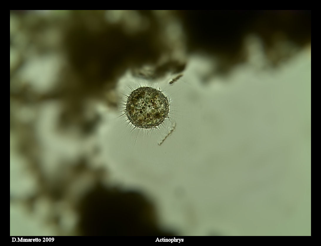 Raphidiophris o Acanthocystis...